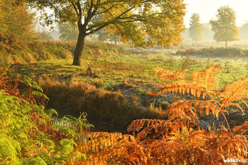 Leigracht in herfstsfeer