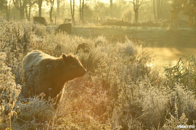 Galloway in de Demerbroeken