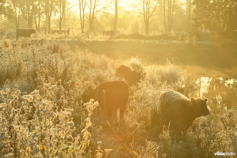 Galloway in de Demerbroeken