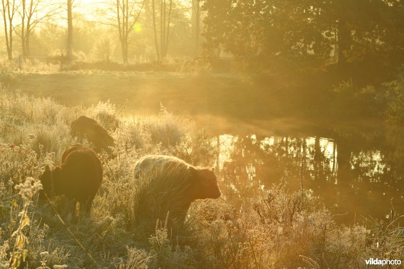 Galloway in de Demerbroeken