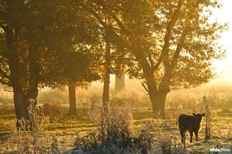 Galloway in de Demerbroeken