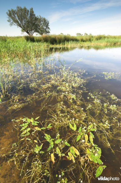 Natuurreservaat D'Heye