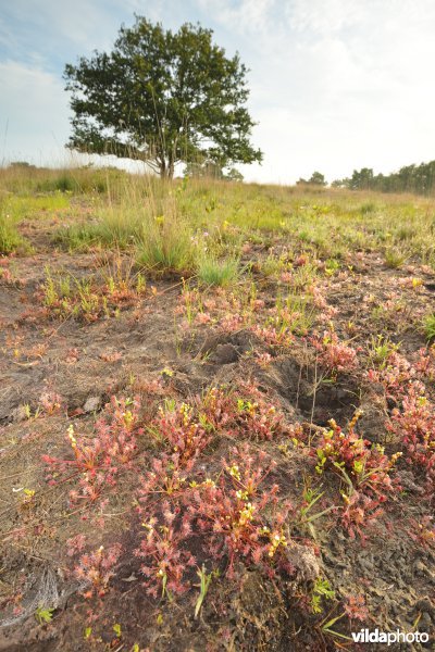 Zonnedauw in het Hageven op een plagplek