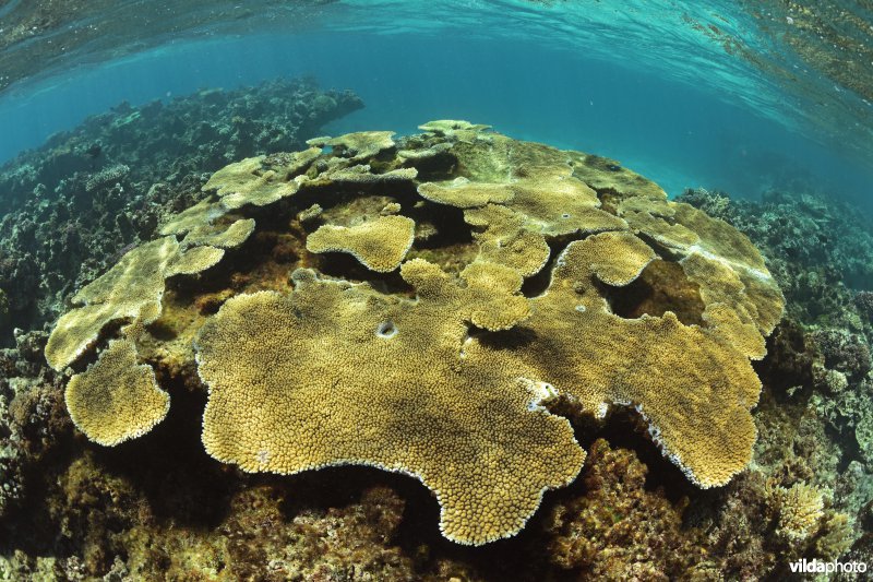 Koraalrif 