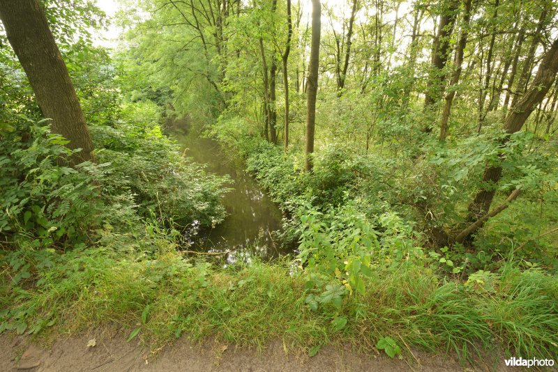 Hageven