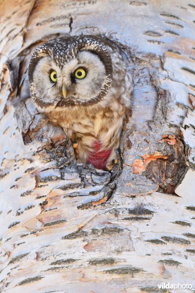 Ruigpootuil met broedvlek
