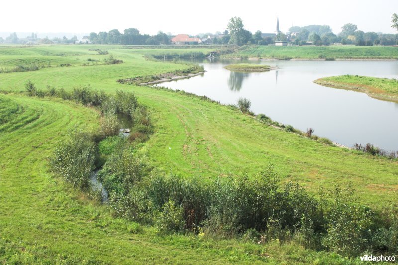 Bosbeek