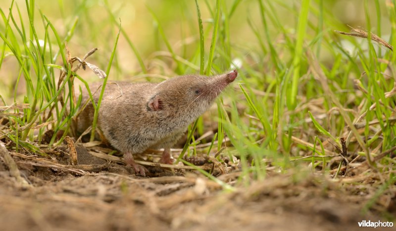 Dwergspitsmuis
