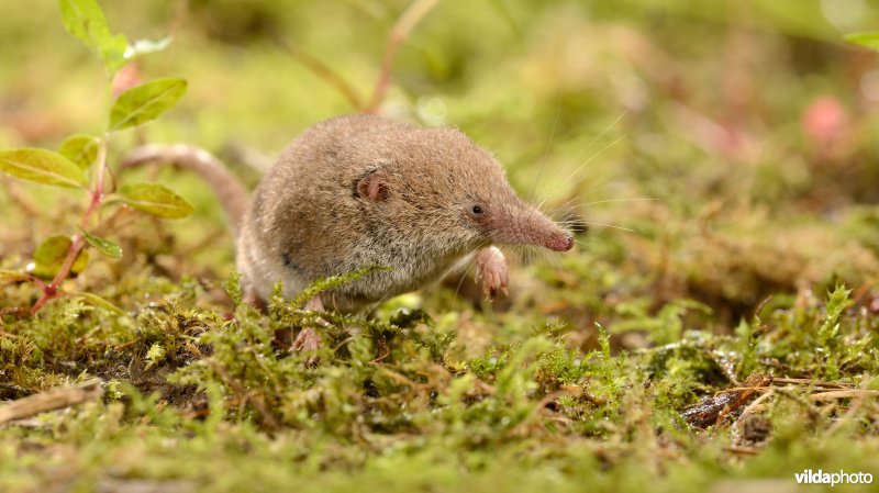 Dwergspitsmuis
