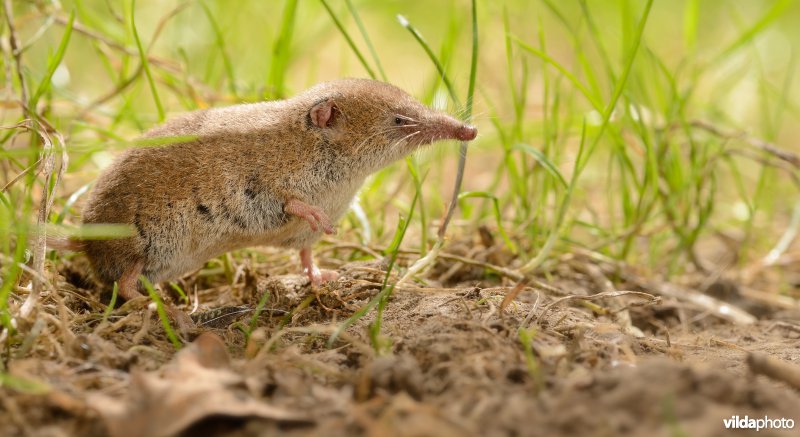 Dwergspitsmuis