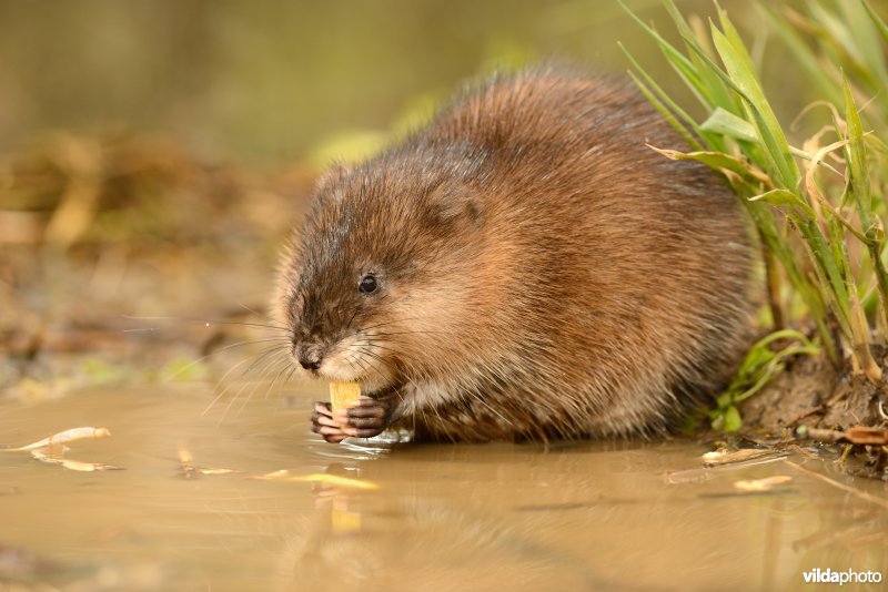 Muskusrat