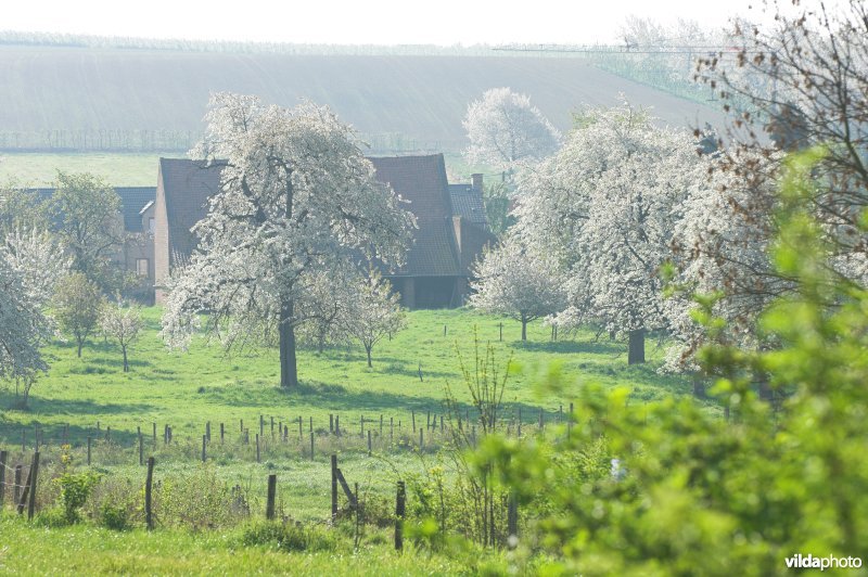 Fruitbomen rond Mettekoven