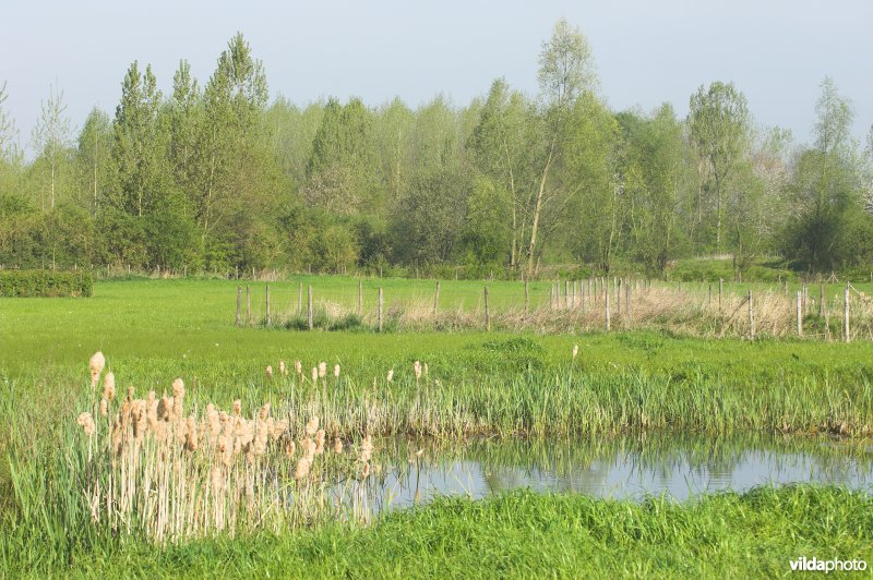 Natuurgebied Stasveld