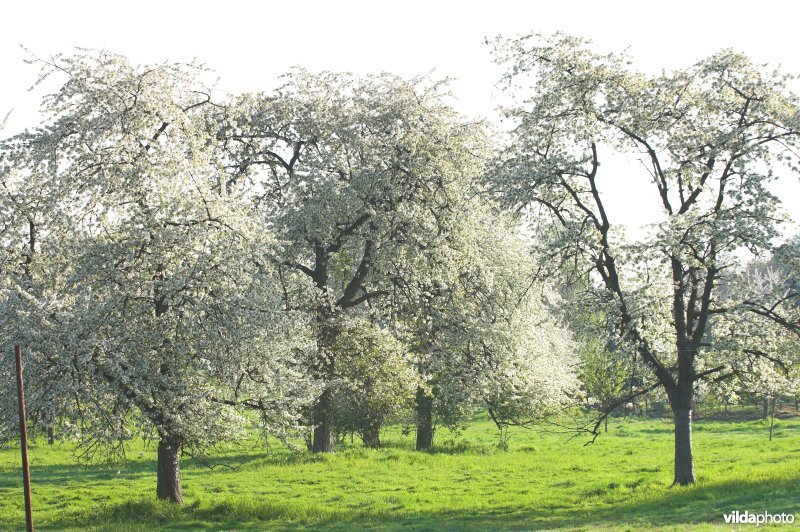 Fruitbomen rond Mettekoven