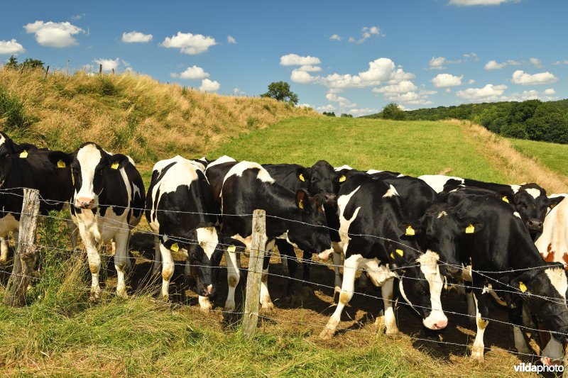 Nieuwsgierige koeien in de Voerstreek
