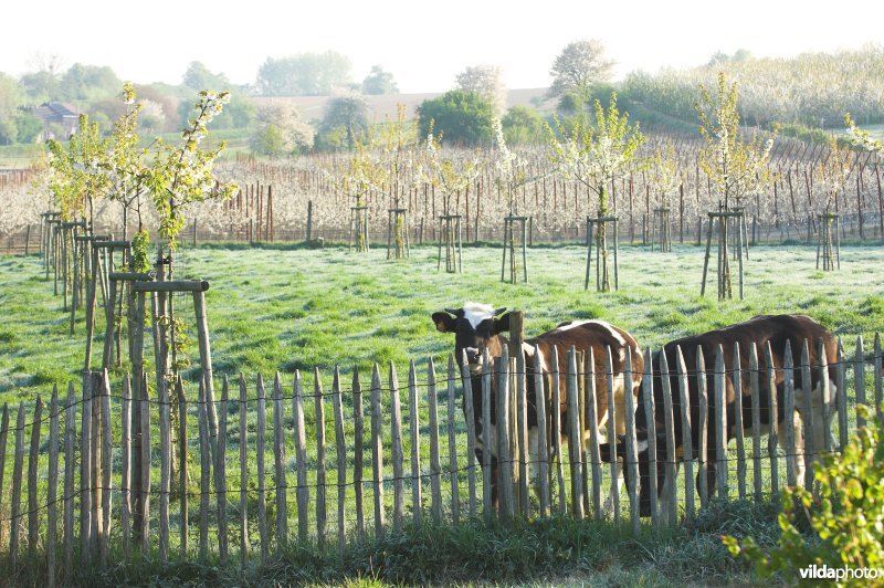 Vee in het reservaat Knoppel