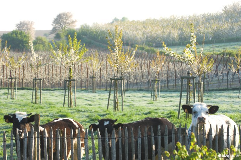 Vee in het reservaat Knoppel