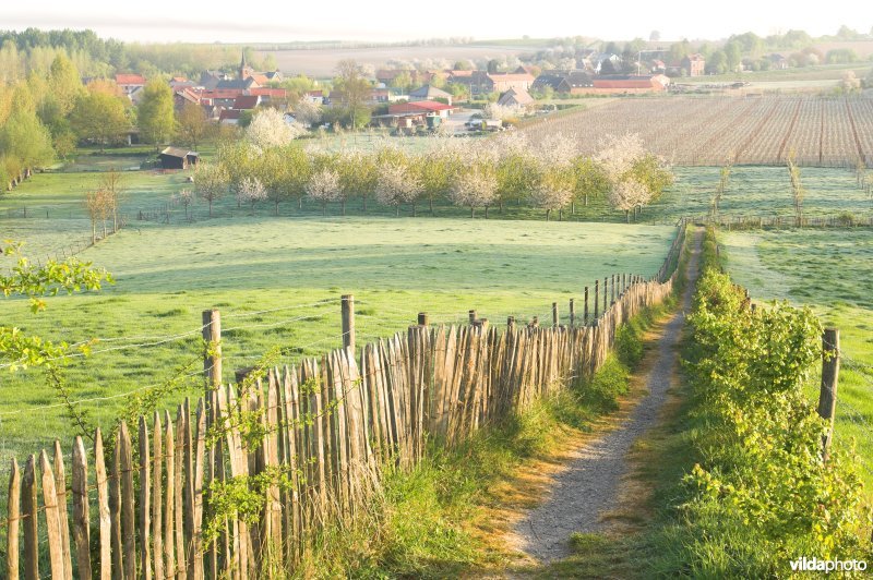 Wandelpaadje doorheen het reservaat Knoppel