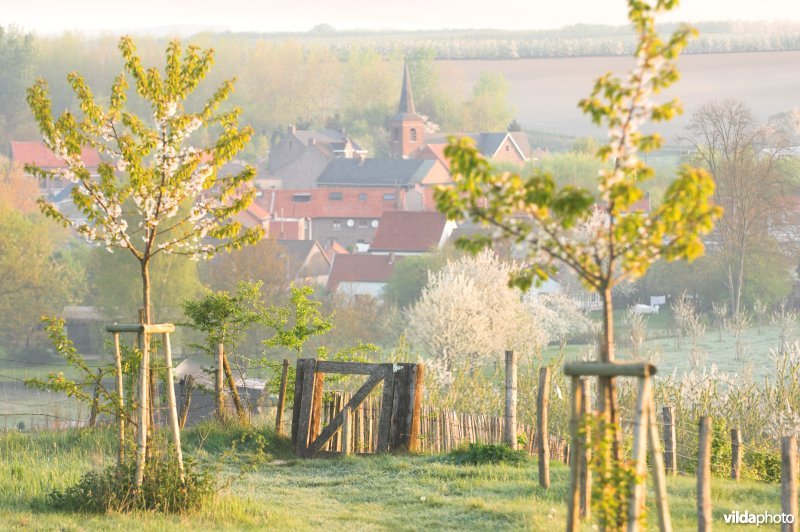 Wandelpaadje doorheen het reservaat Knoppel