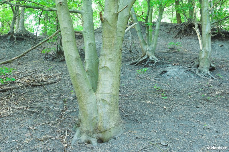 Bos op de terril van Hasard