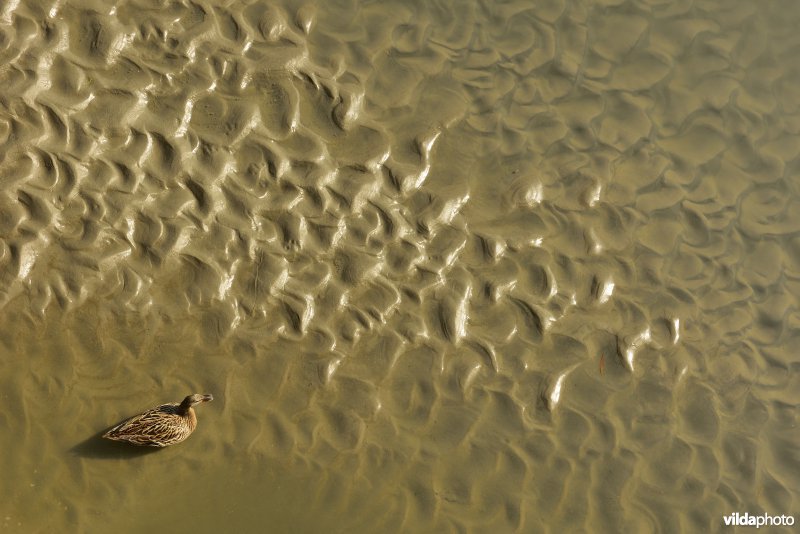 Wilde eend in de baai van de Somme