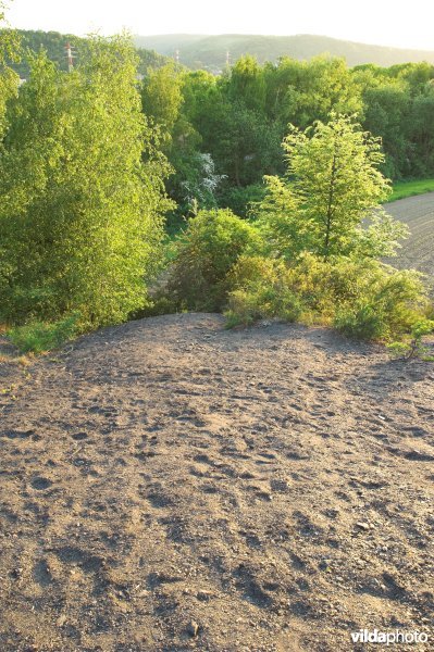 Terril van Basse-Ransy