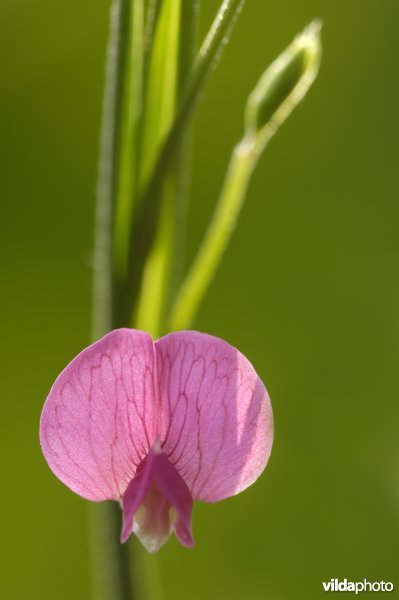 Bloempje van graslathyrus