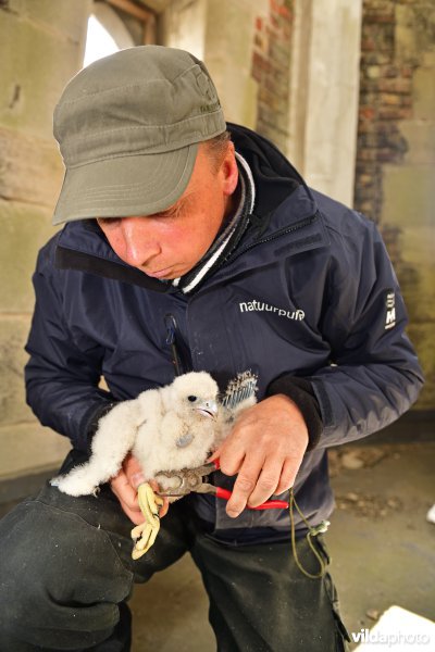 Jonge Slechtvalken worden geringd