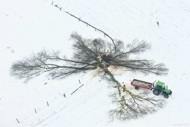 Boer knot wilg in de sneeuw