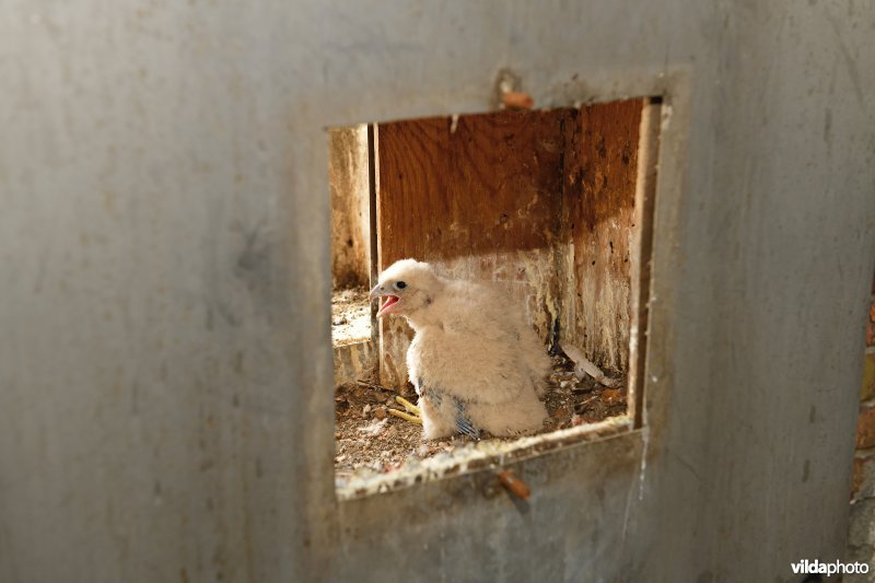 Jonge Slechtvalk in nestkast