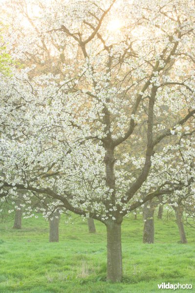 Boomgaard in Grootloon