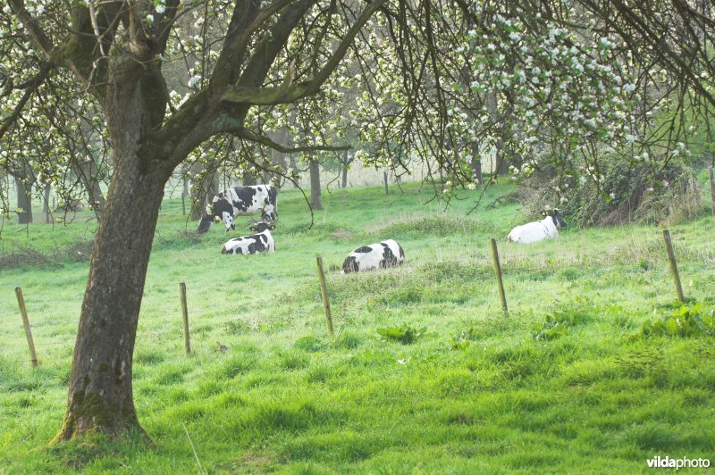 Boomgaard in Grootloon