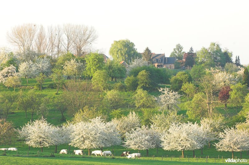 Boomgaard in Grootloon