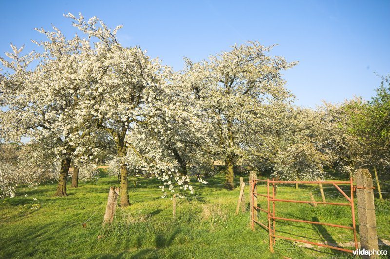 Boomgaard in Grootloon