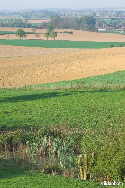 Zicht vanop de Haringsberg in Grootloon