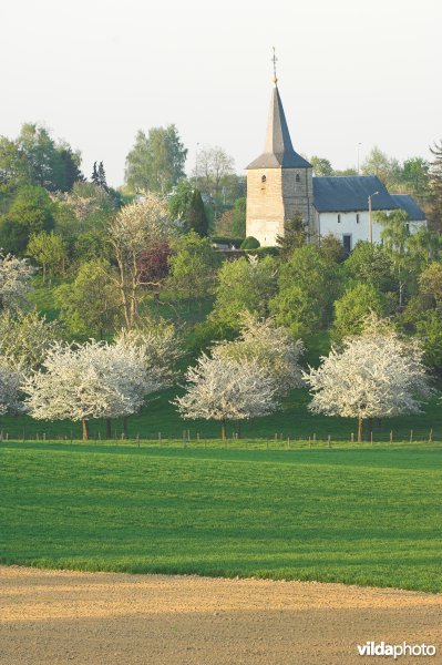 Grootloon
