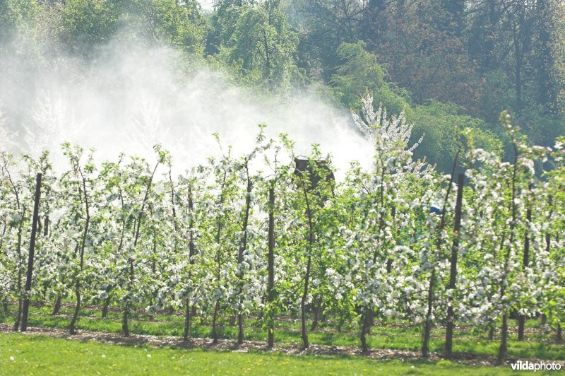 Besproeien van laagstamboomgaard met pesticiden