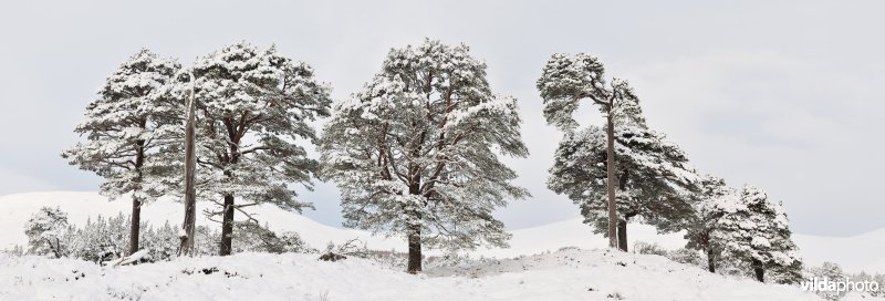 Berijpte dennenbomen in Schotland