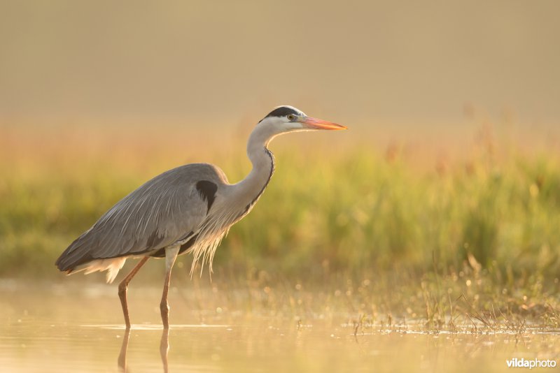 Blauwe reiger