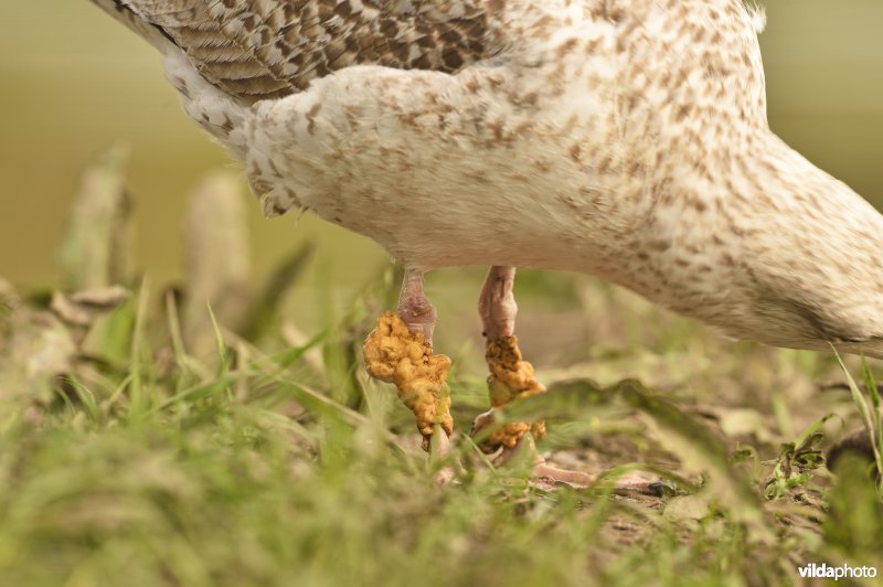 Pontische meeuw met tumor aan de poten