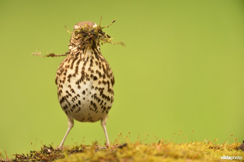 Zanglijster met nestmateriaal