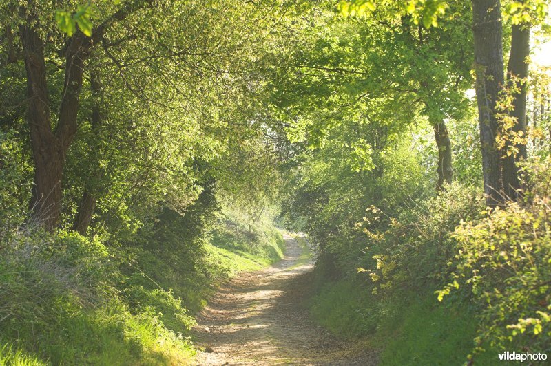 Holle weg in Grootloon