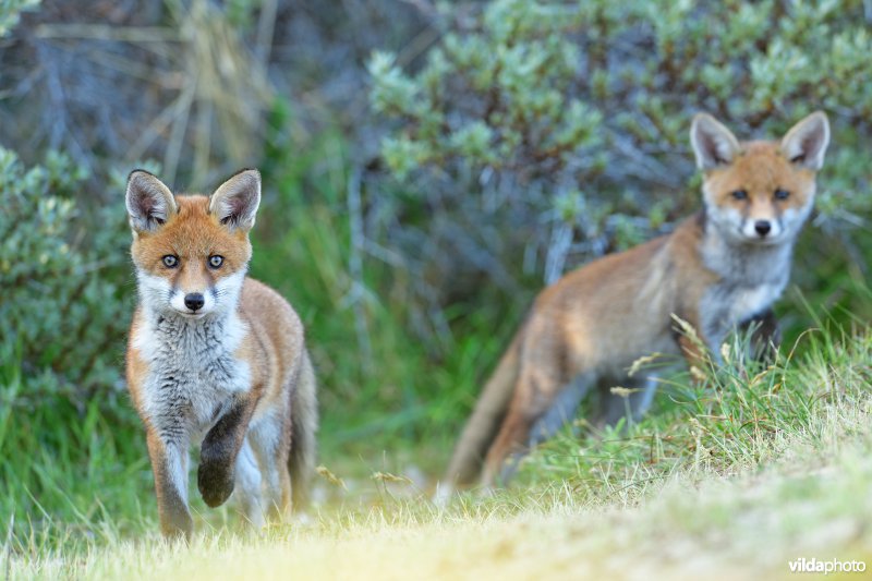 Vossenwelpjes in de duinen
