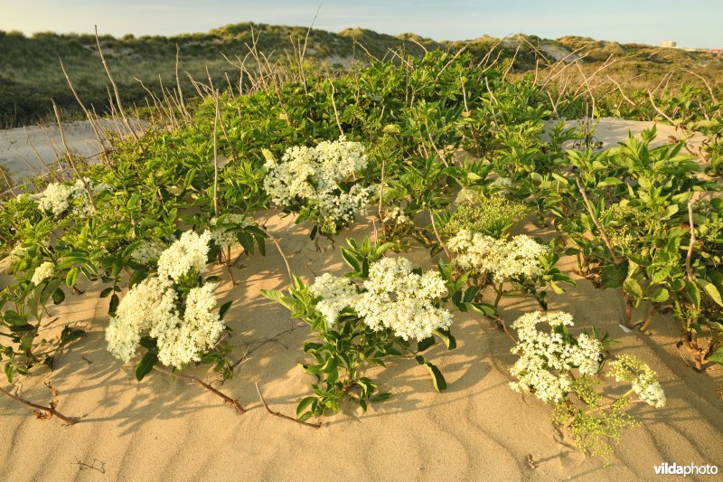 Schipgatduinen