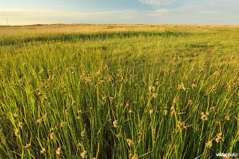 Natuurreservaat De Baai van Heist