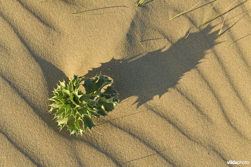 Duinen bij Raversijde