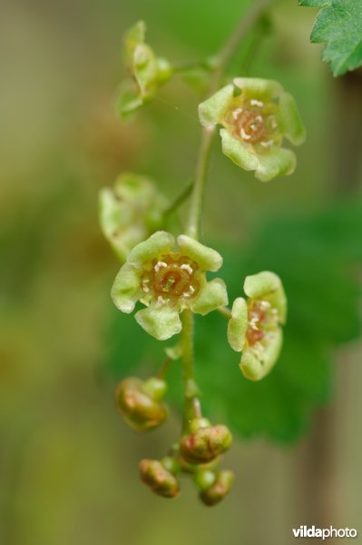 Bloemetjes van aalbes