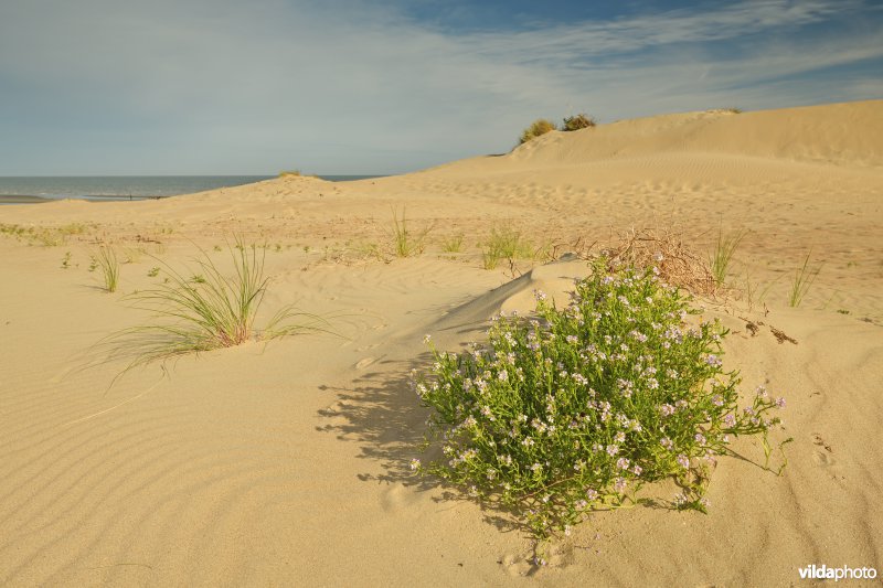 Schipgatduinen