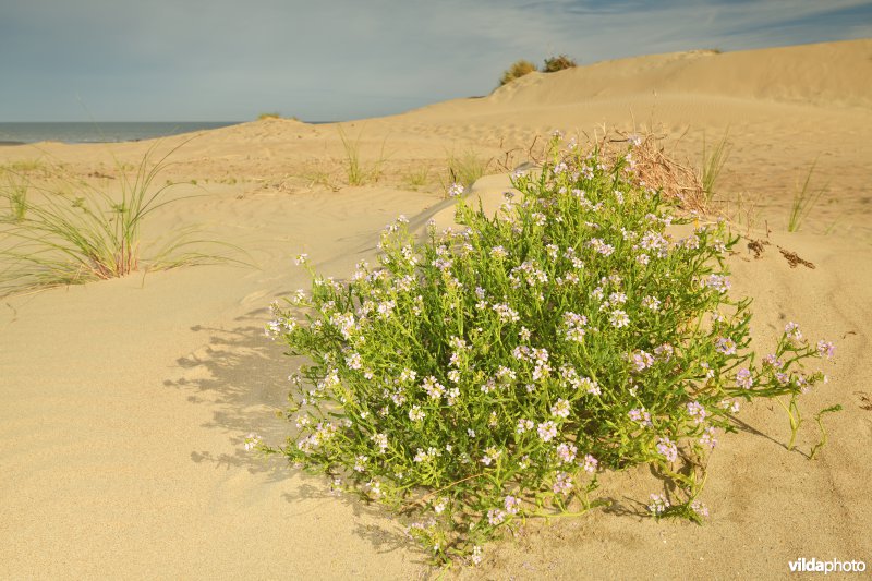 Zeeraket in de Schipgatduinen