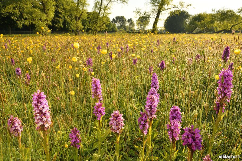 Natuurreservaat Groenendijk